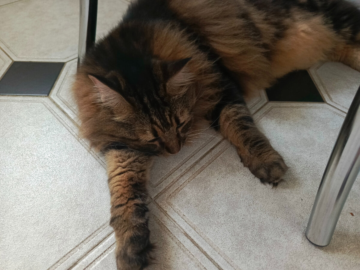 Кузя отдыхает