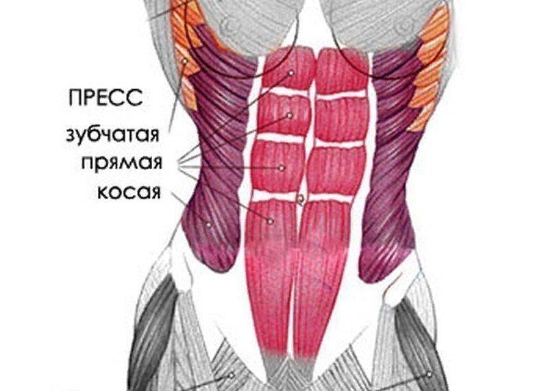 Мышцы живота рисунок с обозначениями