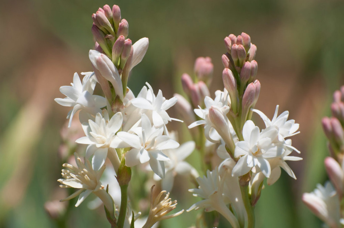 Tuberose - Aromatherapy fragrances, Raw materials for Perfumery, Flowers Perfume