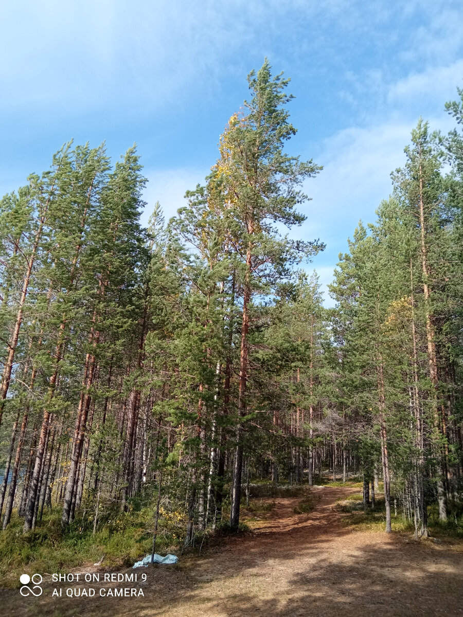 фото автора, карельские леса