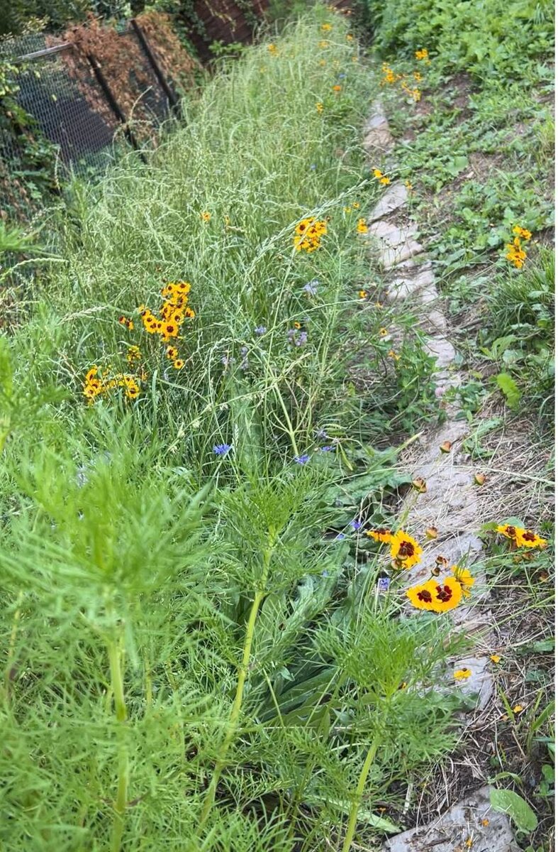 Моя лужайка - единственное мое красивое место на участке в этом году