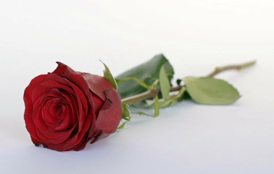 Открытый источник Яндекс.Картинки