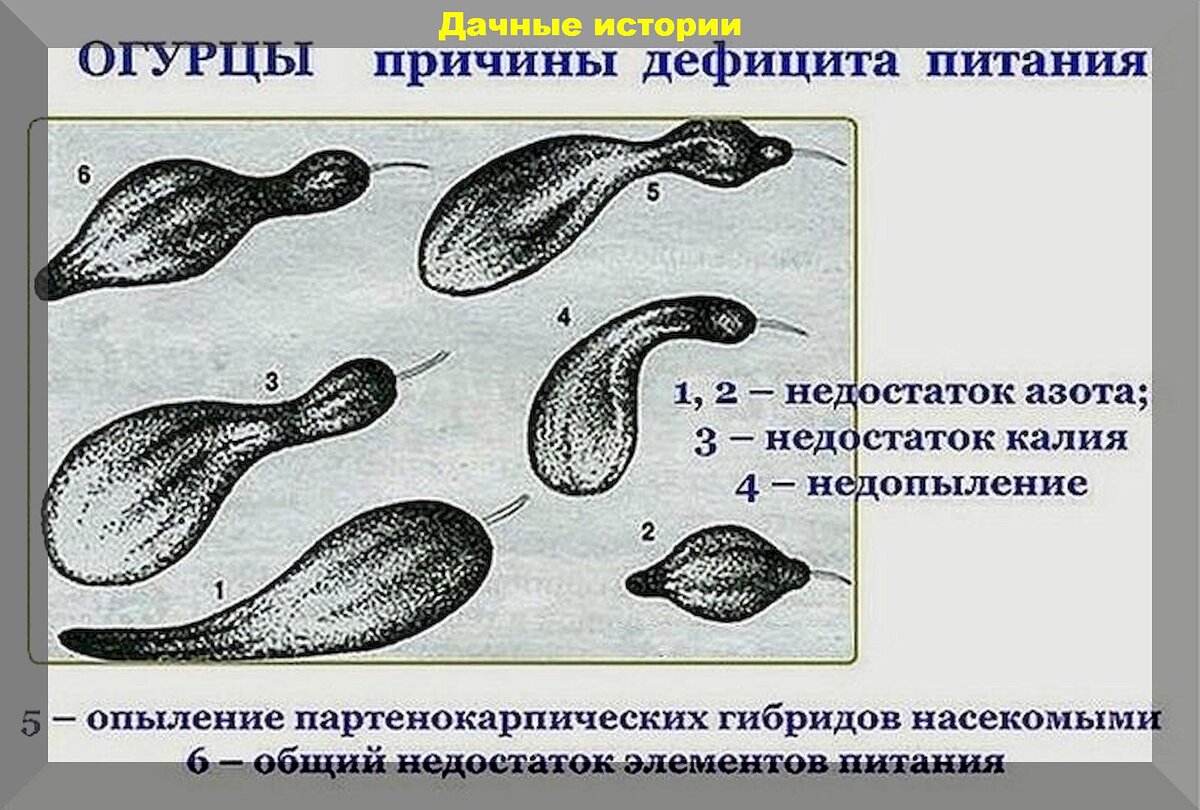 Половину объема огурца когда то занимала вода