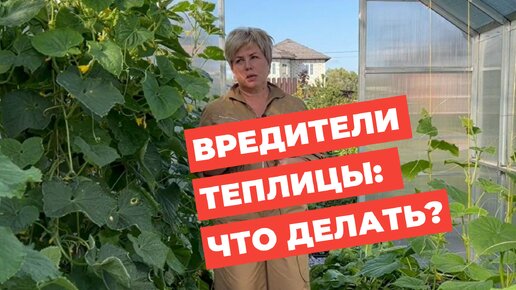 Главные вредители теплицы