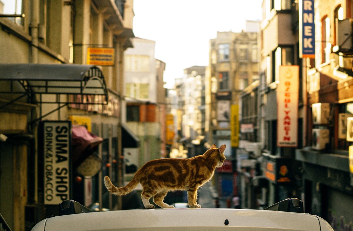 Картинка с бесплатного фотостока https://unsplash.com, автор Enes Bayraktar
