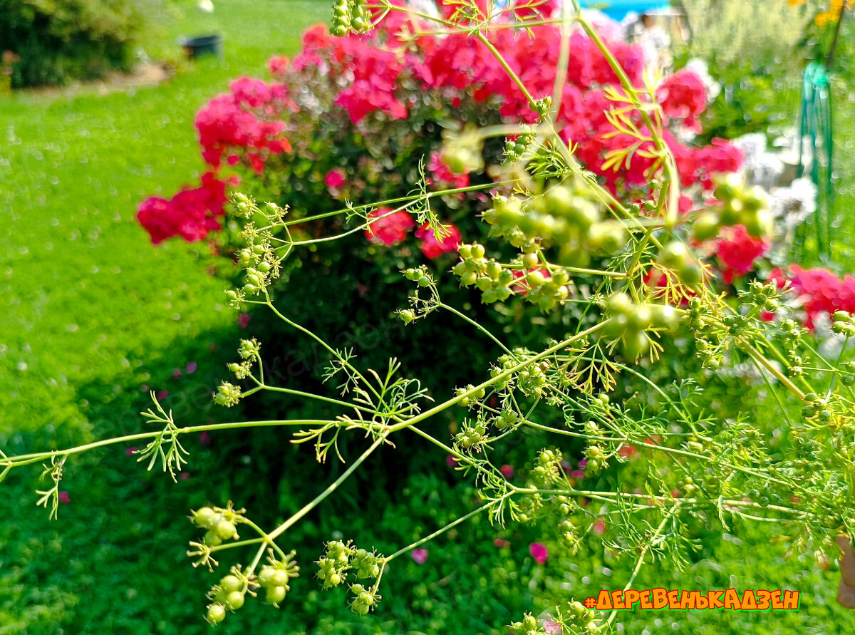 ароматная травка кориандра