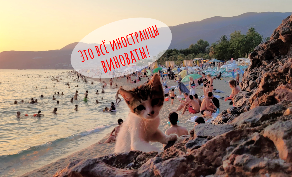 Котенок Клеопётр с пляжа Клеопатры )