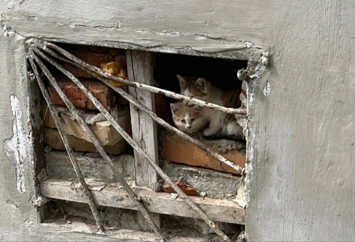 Котята были абсолютно дикими. Две недели Ксения с помощниками пытались их отловить. Колоссальными усилиями отлов удался.