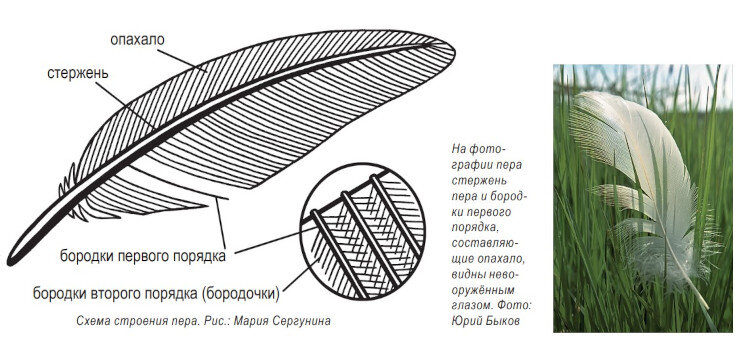 Опахало асимметрично какие перья