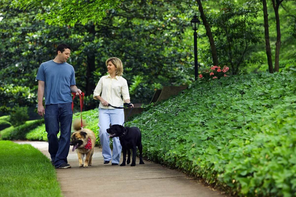 Walking pet. Прогулка с питомцем. Прогулка с собакой. Прогулка с собакой в парке. Выгул домашних животных.