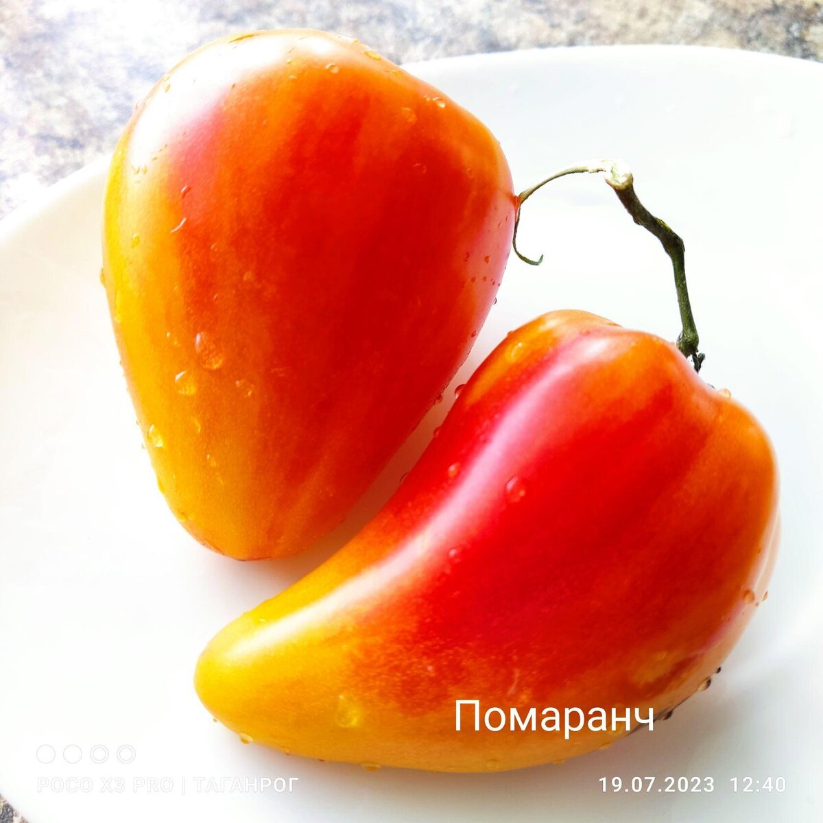 Семена томат краски