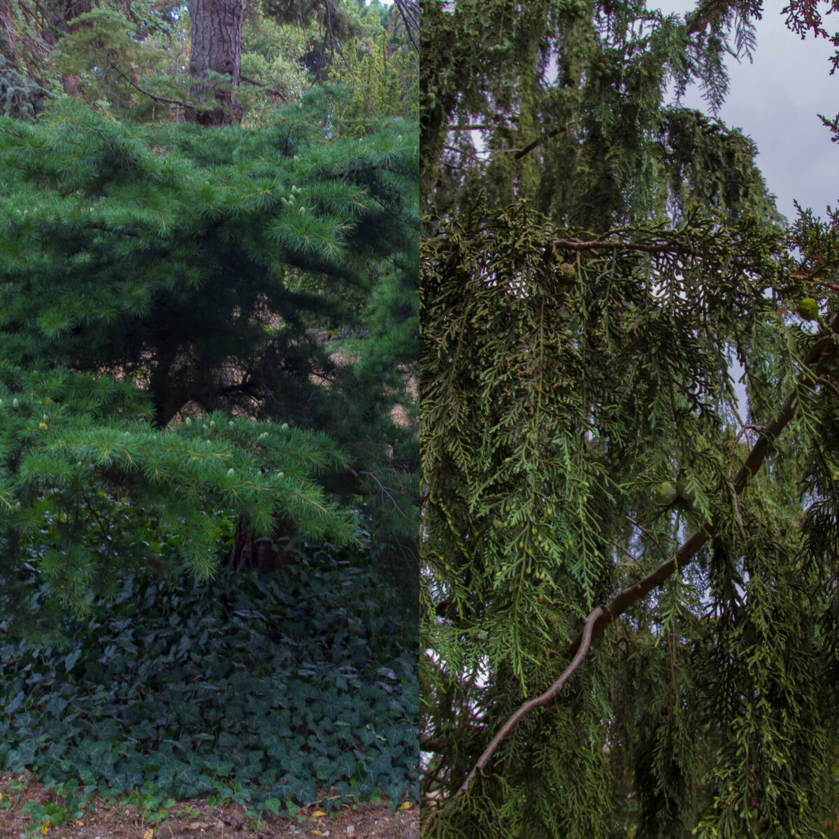 Кедр ливанский/туя