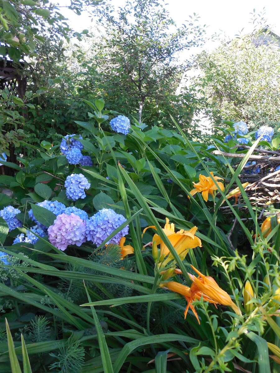 Мне нравится, и цветовая гамма, и некая запущенность. А тут и за это критиканули, и за сорняки (Где???), и за попавший в кадр край плетня! Который, на мой взгляд, делает картинку ещё более живописной