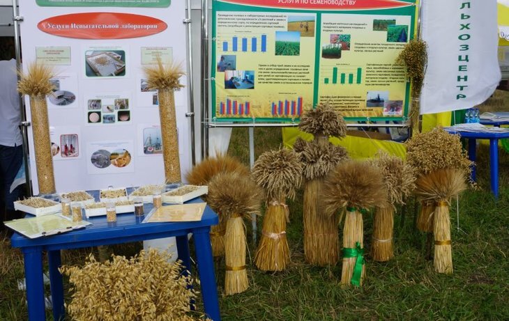    Яровая пшеница Арюна и соя Сентябринка - амбассадоры демопытов Амурского филиала Россельхозцентра в этом году