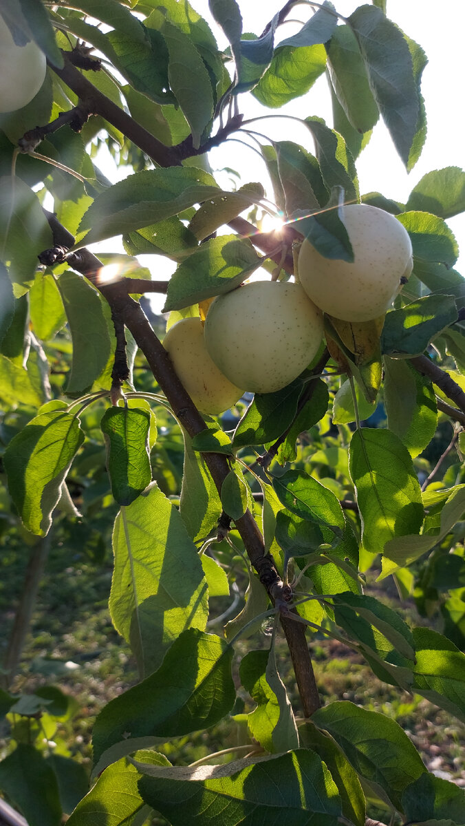 На даче. Фото из личного архива.