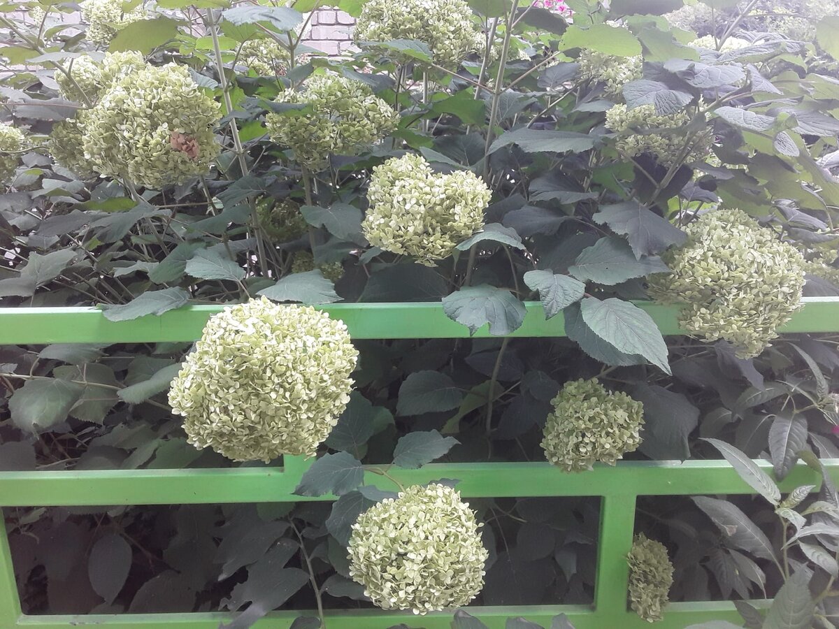 Древовидная гортензия