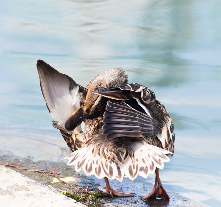 Фото из фотобанка Лори 