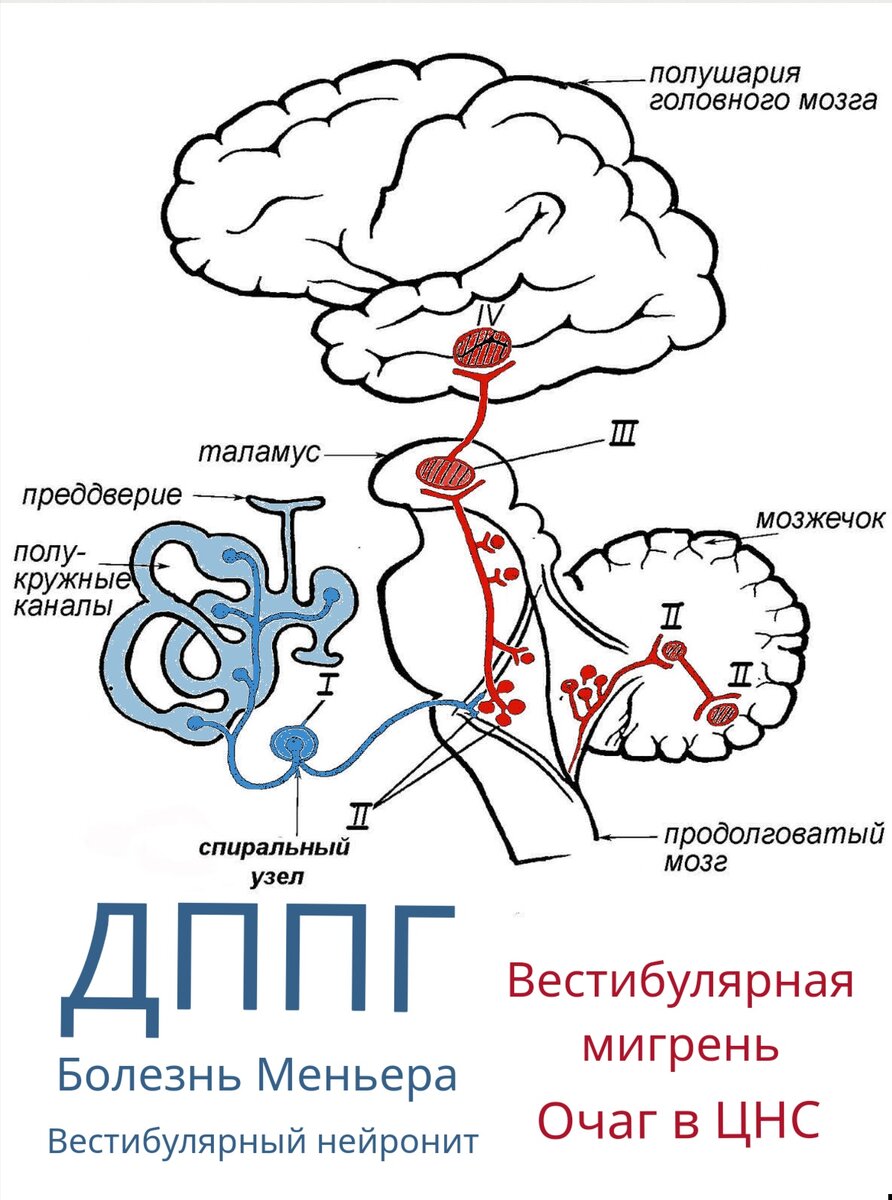 Источник чёрно-белой картинки: Козлов В.И. Анатомия нервной системы / В.И. Козлов, Т.А. Цехмистренко. – М.: Мир, 2008