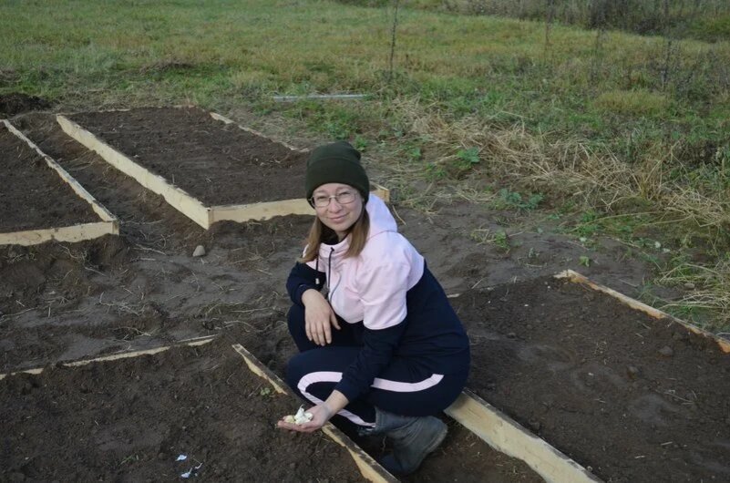 Сажаю чеснок на высоких грядках.