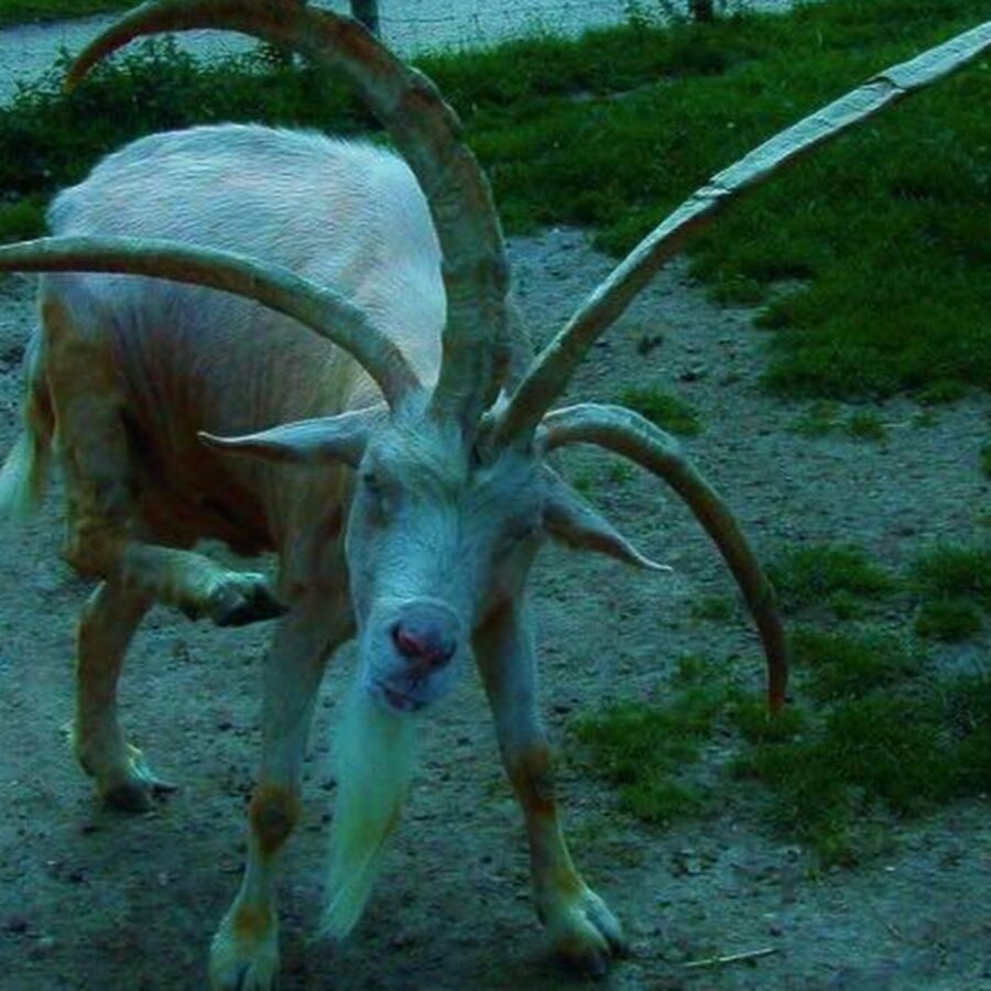 Фото из открытого источника 