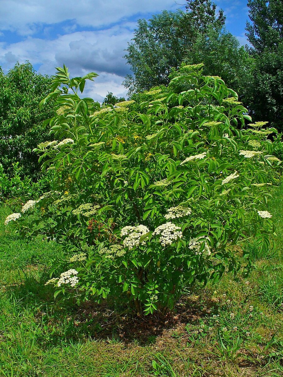 Фото из открытых источников