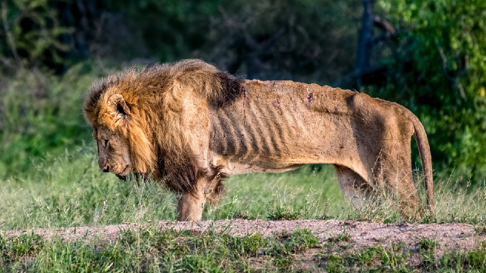 Бывший "Царь зверей"