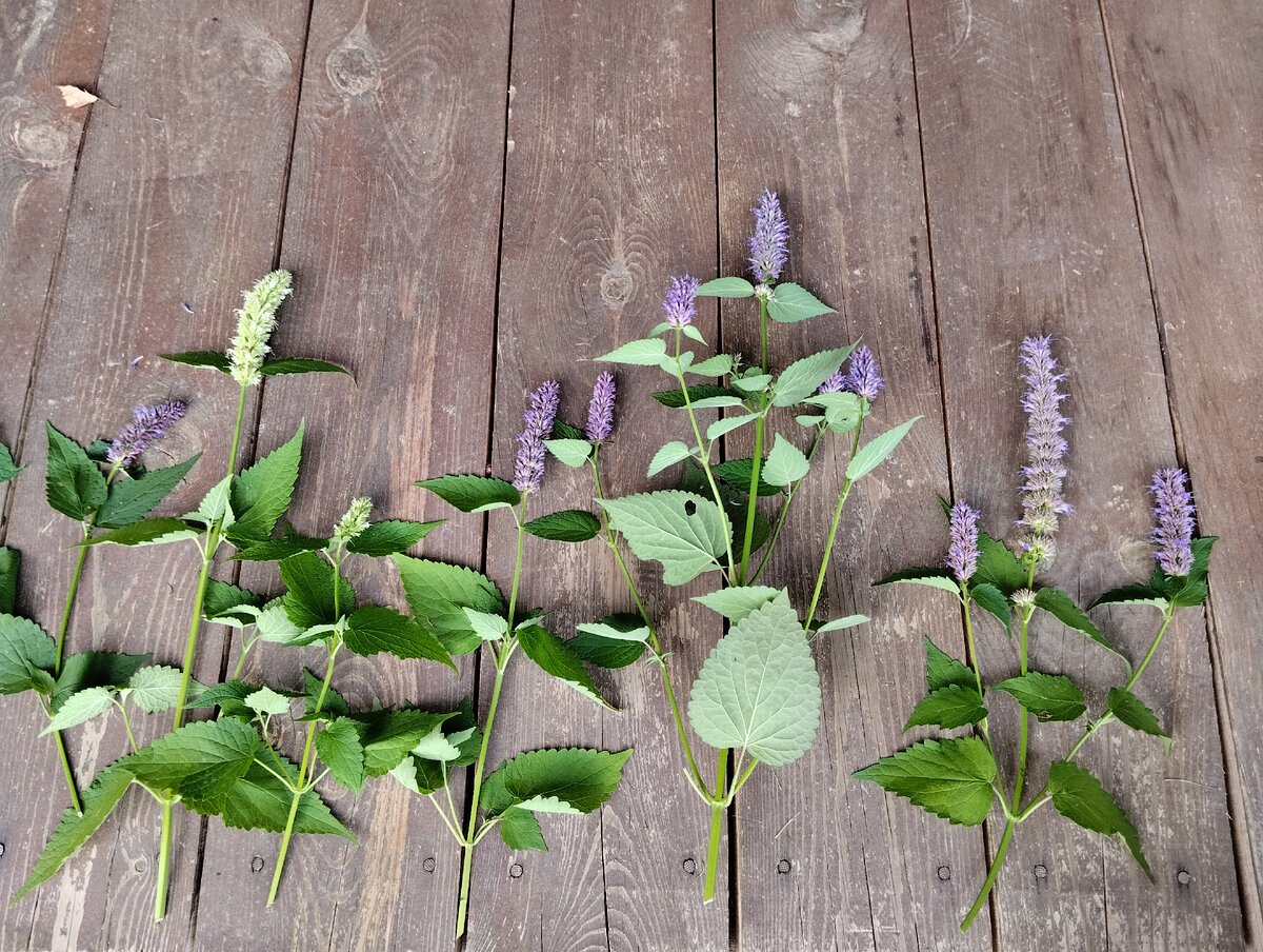 Многоколосники: различия в форме листьях, размерах соцветий, оттенках цветов и прицветников
