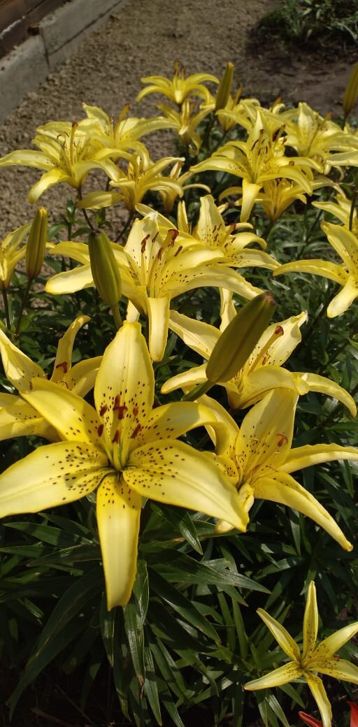 Цветочки мои.