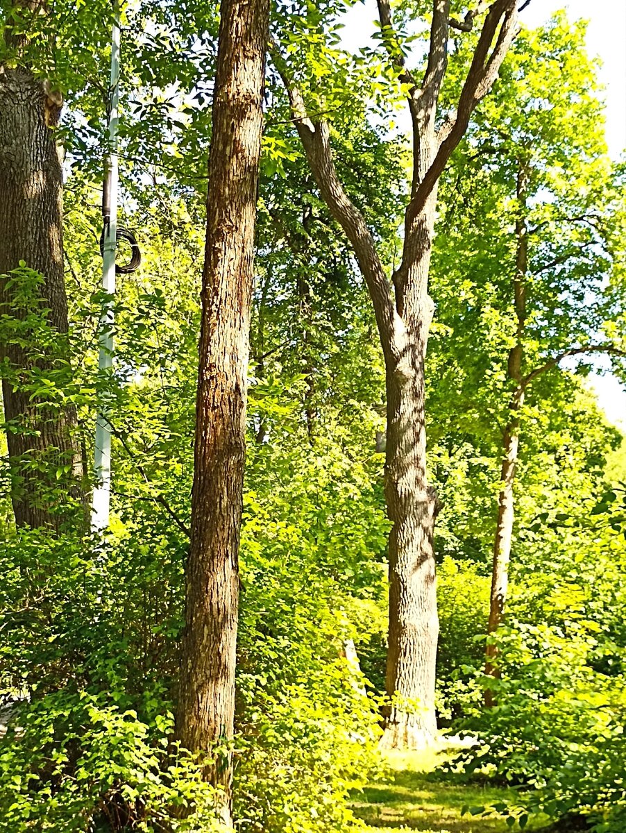 Деревья Елагина острова