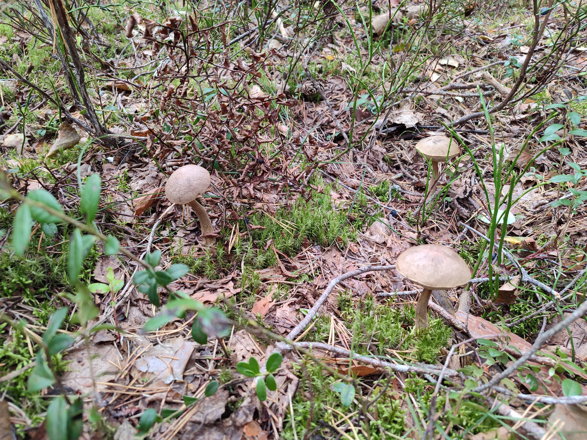 Фото автора. Подберезовики