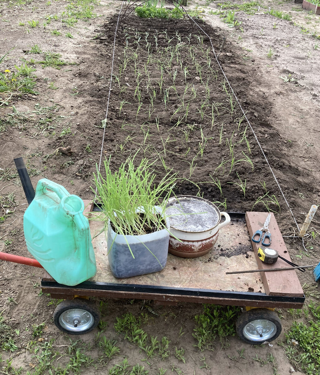 Фото автора. Садовая тележка в работе.