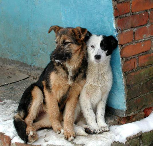 Яндекс картинки.