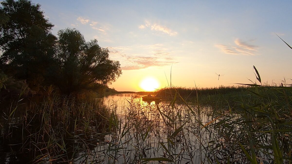 Сквозь камыши на встречу солнцу