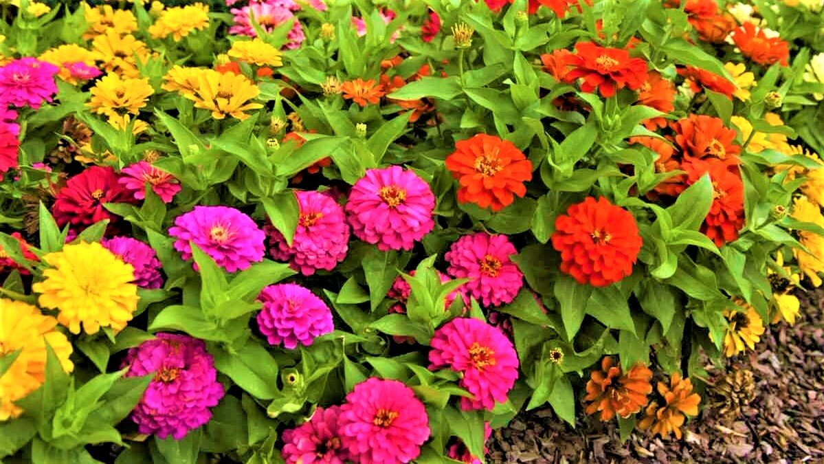 Яркие цветы лёгкого ухода. Цветут все лето до морозов! | GardenLife | Дзен