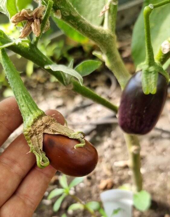 Эти завязи замерли в росте, их нужно удалить