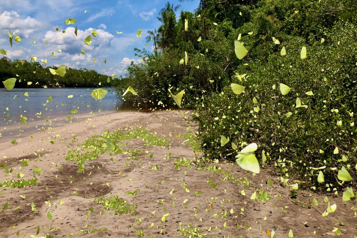 Миллионы бабочек на берегах реки.