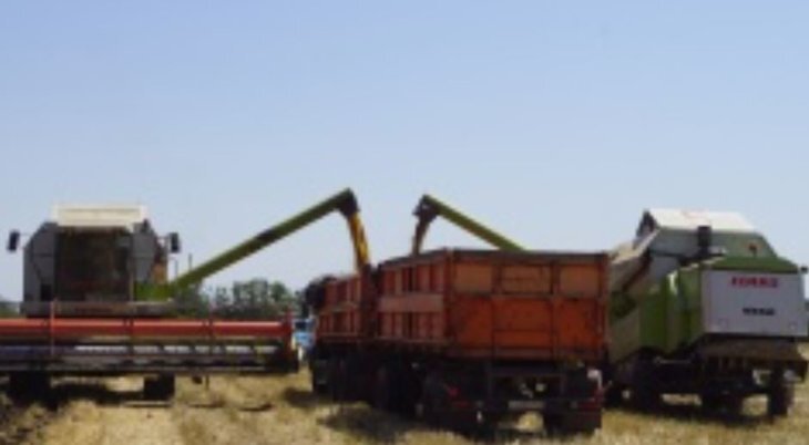    Ставропольские аграрии довольны урожаем горчицы сортов российской селекции