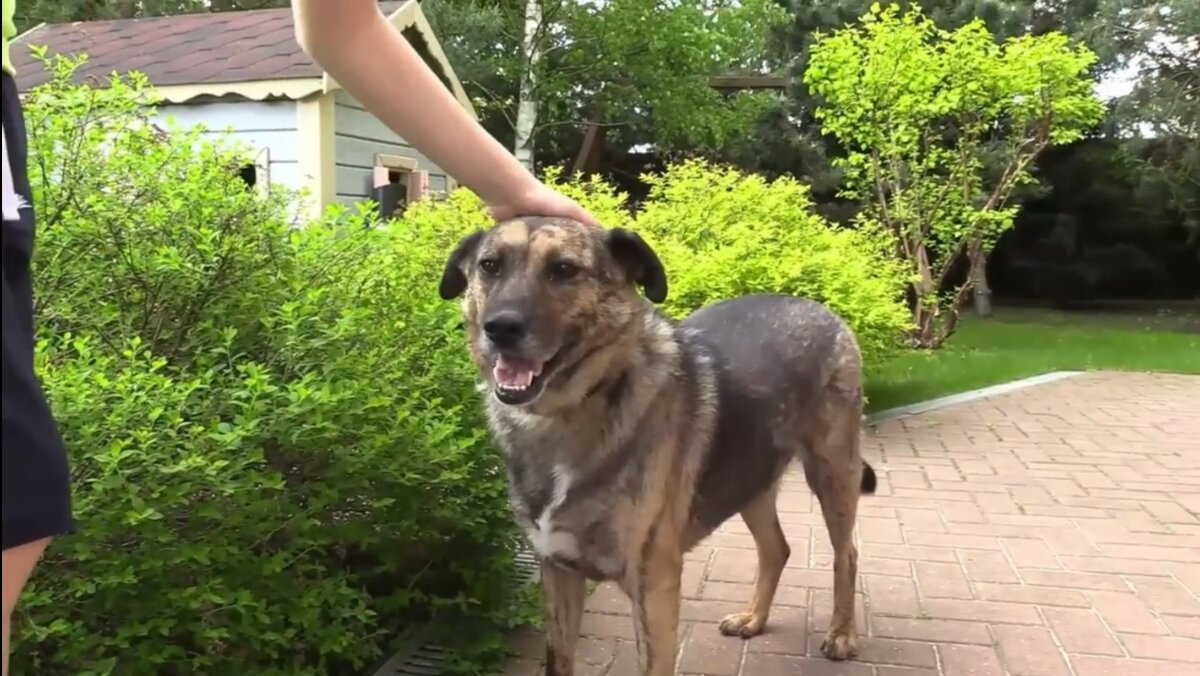 Тигрик ждет своего хозяина