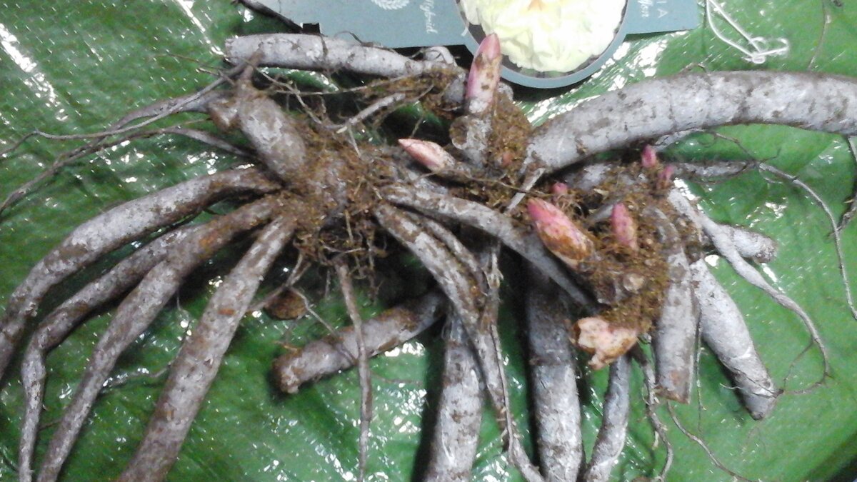 Корень пиона Lemon Chiffon, купленный мной в голландском питомнике Peonyshop