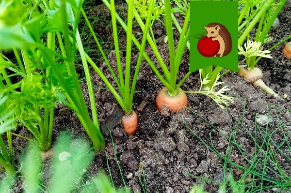 Любимый рецепт полива моркови в августе: для крупных, крепких и сладких корнеплодов, которые запросто лежат до следующего лета