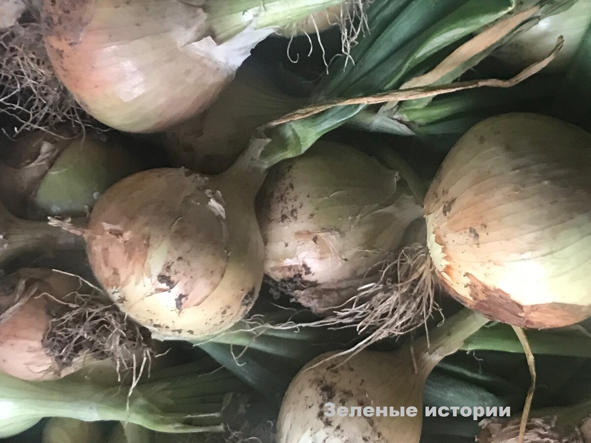 Начало августа - это время подготовки к массовой уборке репчатого лука. У нас в регионе его убирают после 15 августа. Но готовится нужно уже сейчас.-4