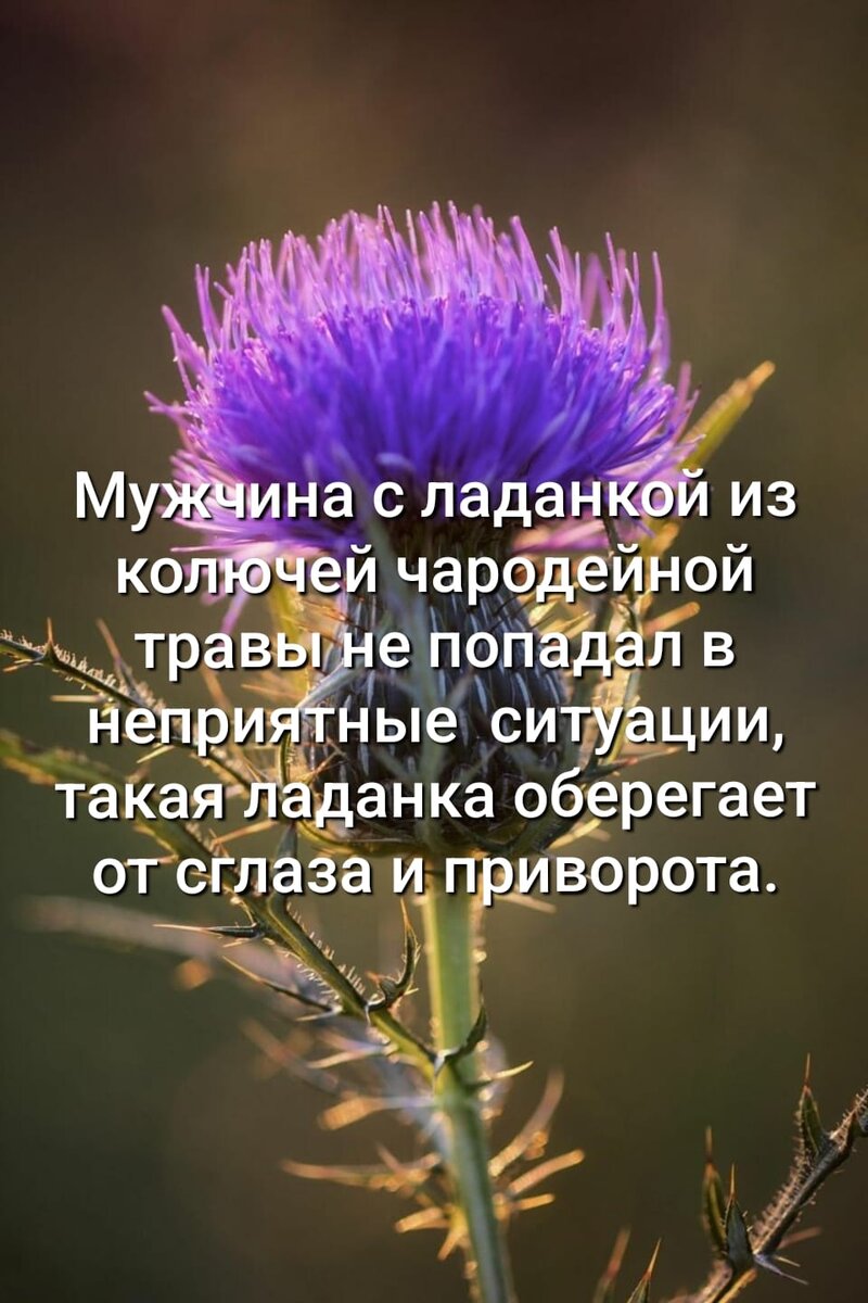 Ведьмёныш. Судьбы. Про Машуню фею, про сон напоминалку и рецепт  изготовление воскового - оберега | Ведьмины подсказки. Мифы, фэнтези,  мистика | Дзен