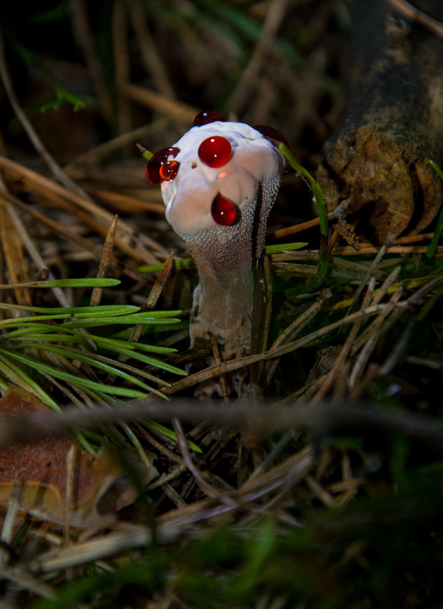 Гиднеллум Пека ,он же клубника со сливками,он же дьявольский зуб, он же зубной сок,он же дьявольский ежовик.