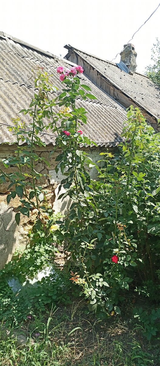 Роза два метра.