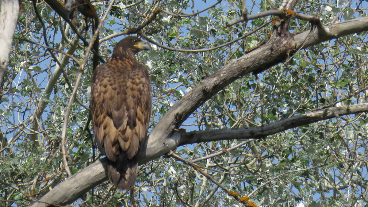 Орлан белохвост. Молоденький