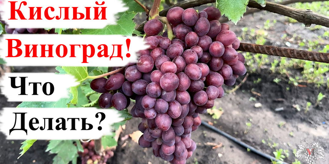 Как СДЕЛАТЬ Виноград СЛАДКИМ? Как ПОМОЧЬ ему НАБРАТЬ САХАР!