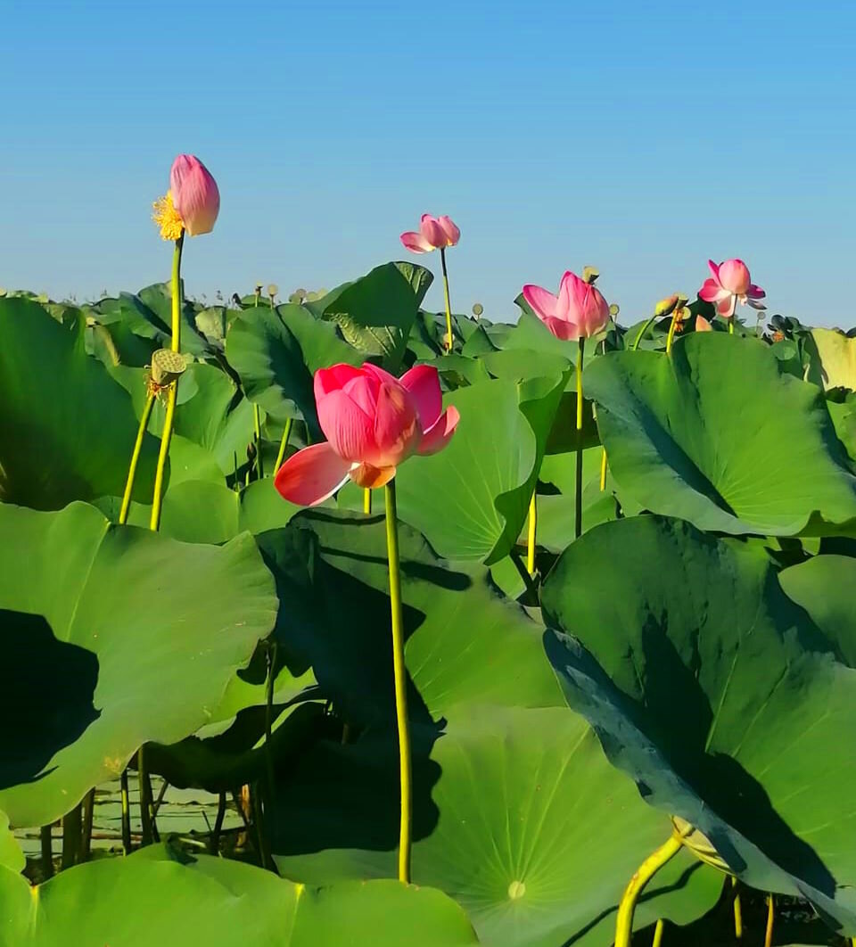 Великолепные лотосы в дельте Волги