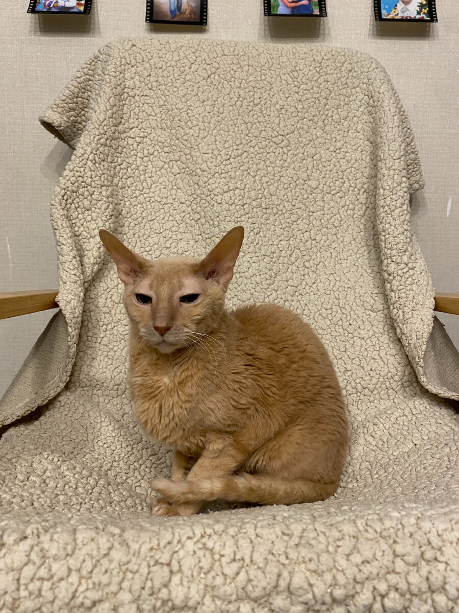 Фото автора. Марсель. Очень скучаем. Заменить его нельзя, но можно подарить свою любовь ещё кому-то 