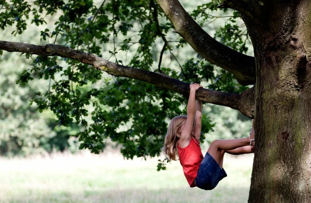 Can a tree. Лазить по деревьям. Девочка на дереве. Фотосессия на дереве. Лазить на дерево.