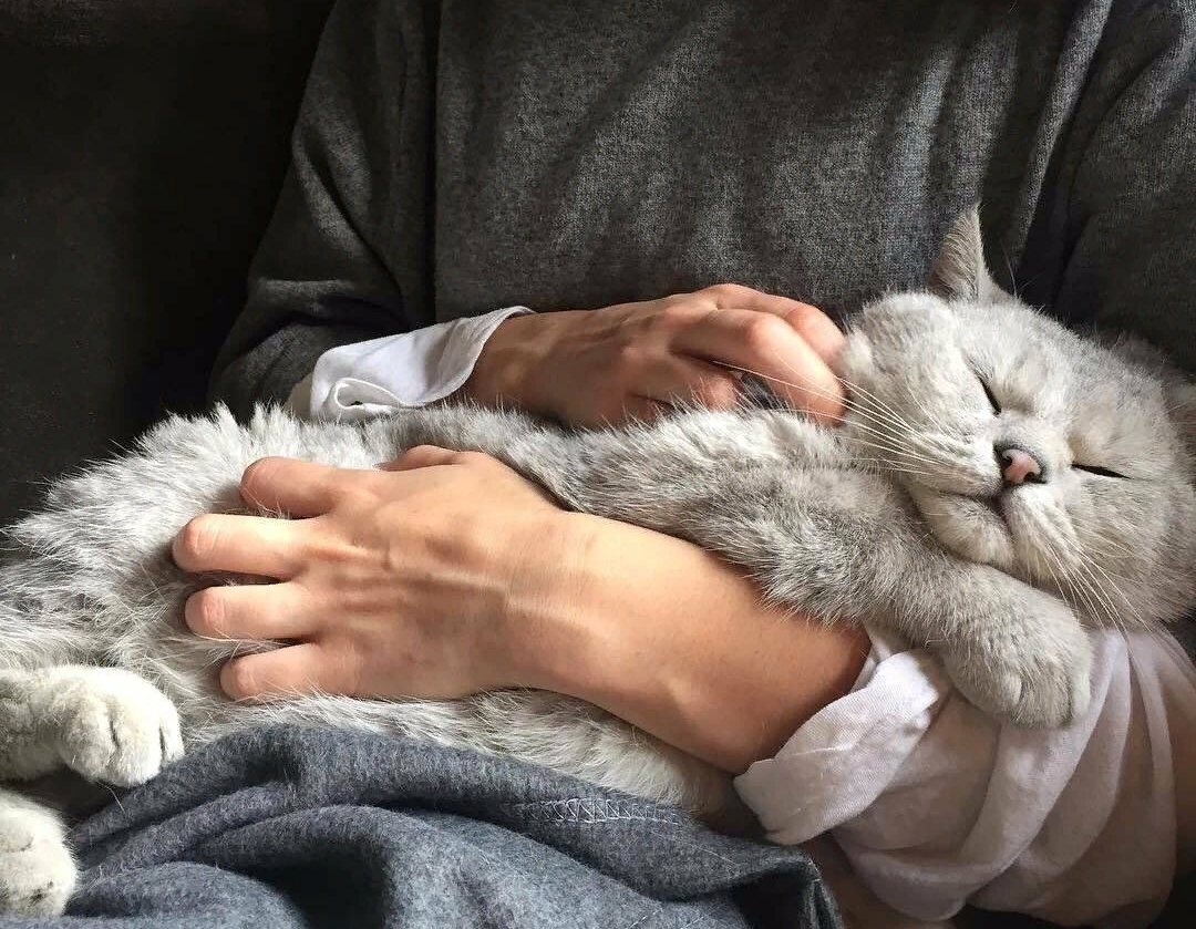 Котенок на коленках. Котенка гладят. Котик сидит на плече. Кошка сидит на плече. Котенок на руках.